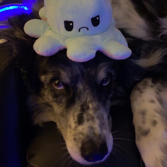 Meet your Posher, Mackenzie - Picture 6 of 9